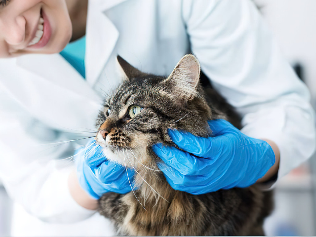 Ветеринарный врач и кот