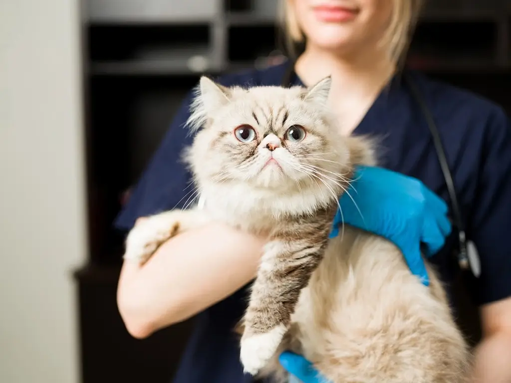 Кошка на руках у ветеринарного врача