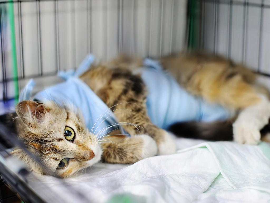 Кошка лежит после операции