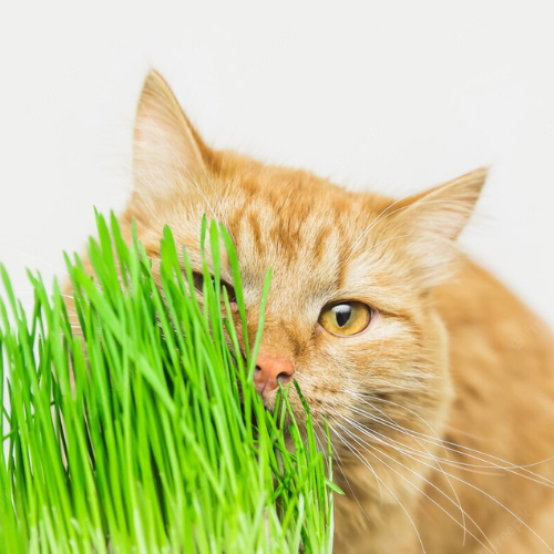 Кошка и растения