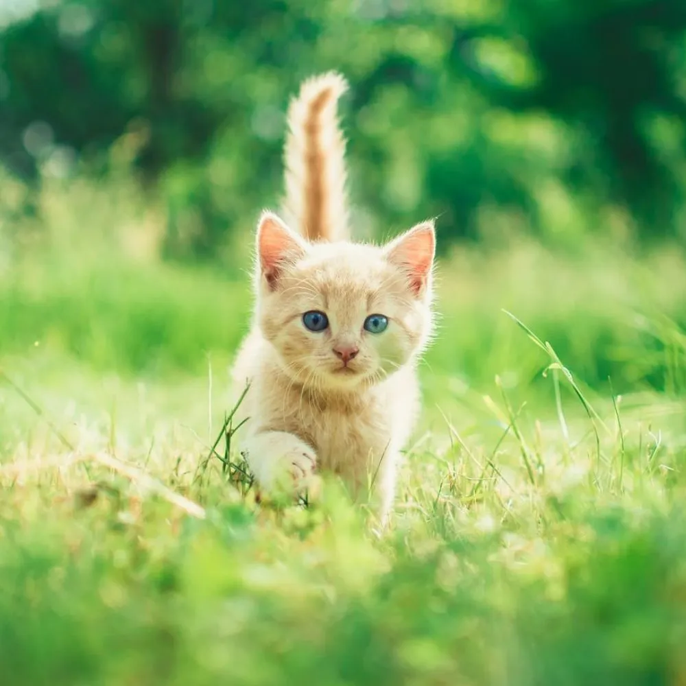 Котёнок в траве