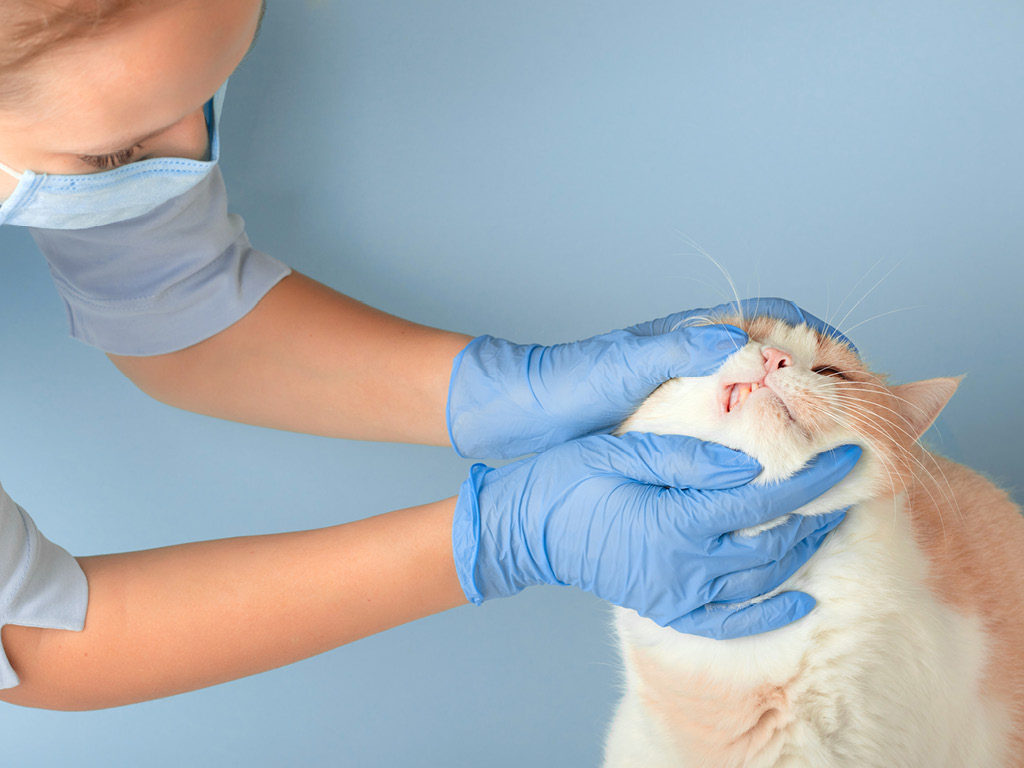 Стоматолог осматривает пасть кошки