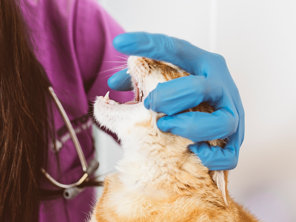 Стоматолог осматривает пасть кота