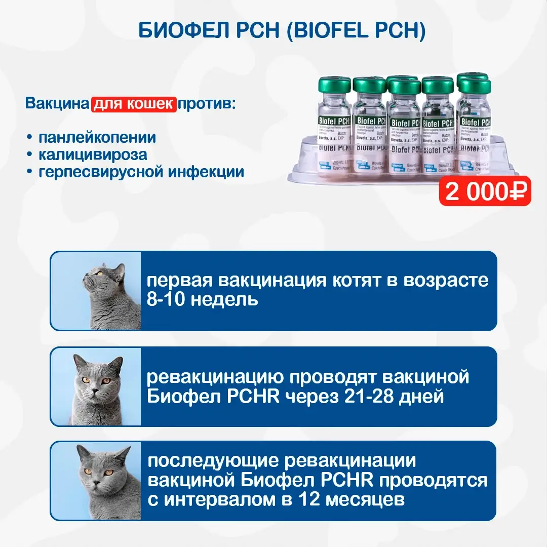 Купить вакцину для кошек в спб