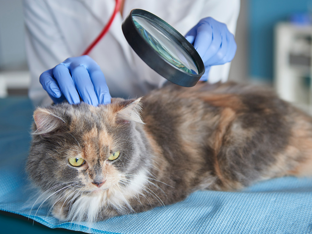 Кошка на обследовании у врача дерматолога