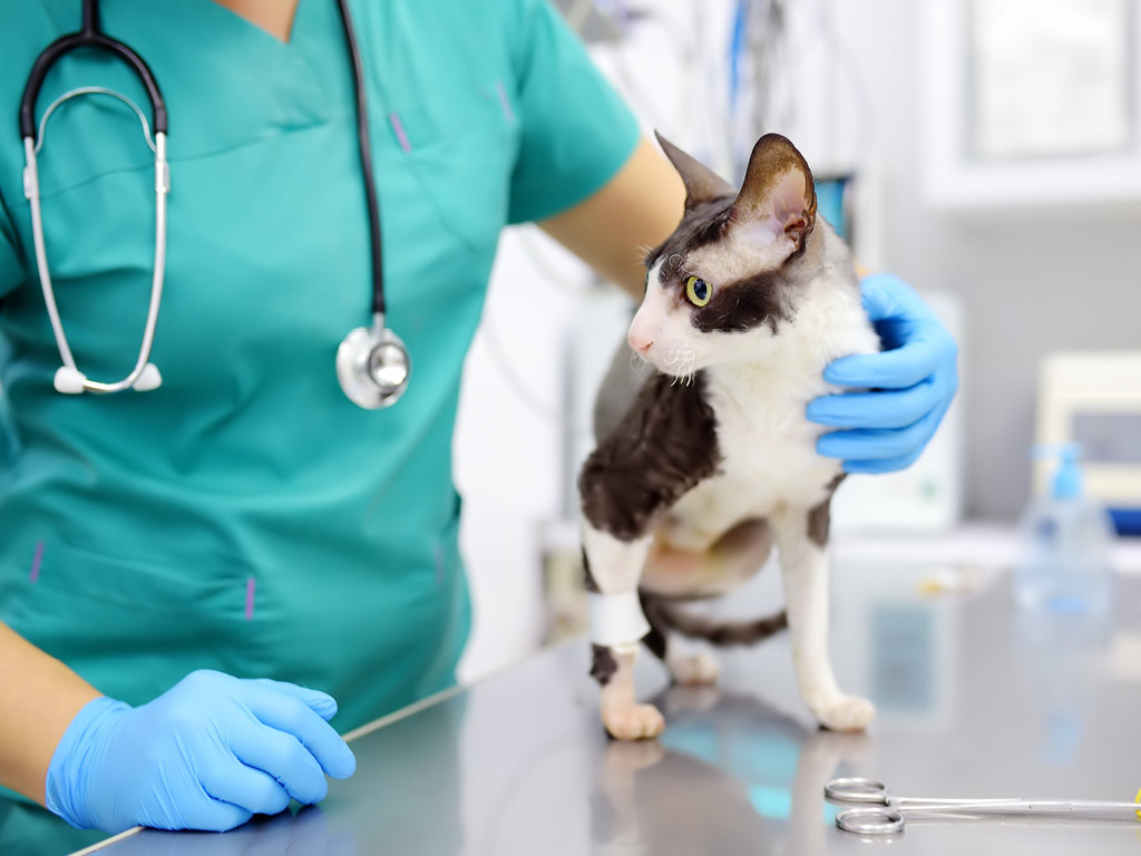 Кошка на приеме у врача ортопеда