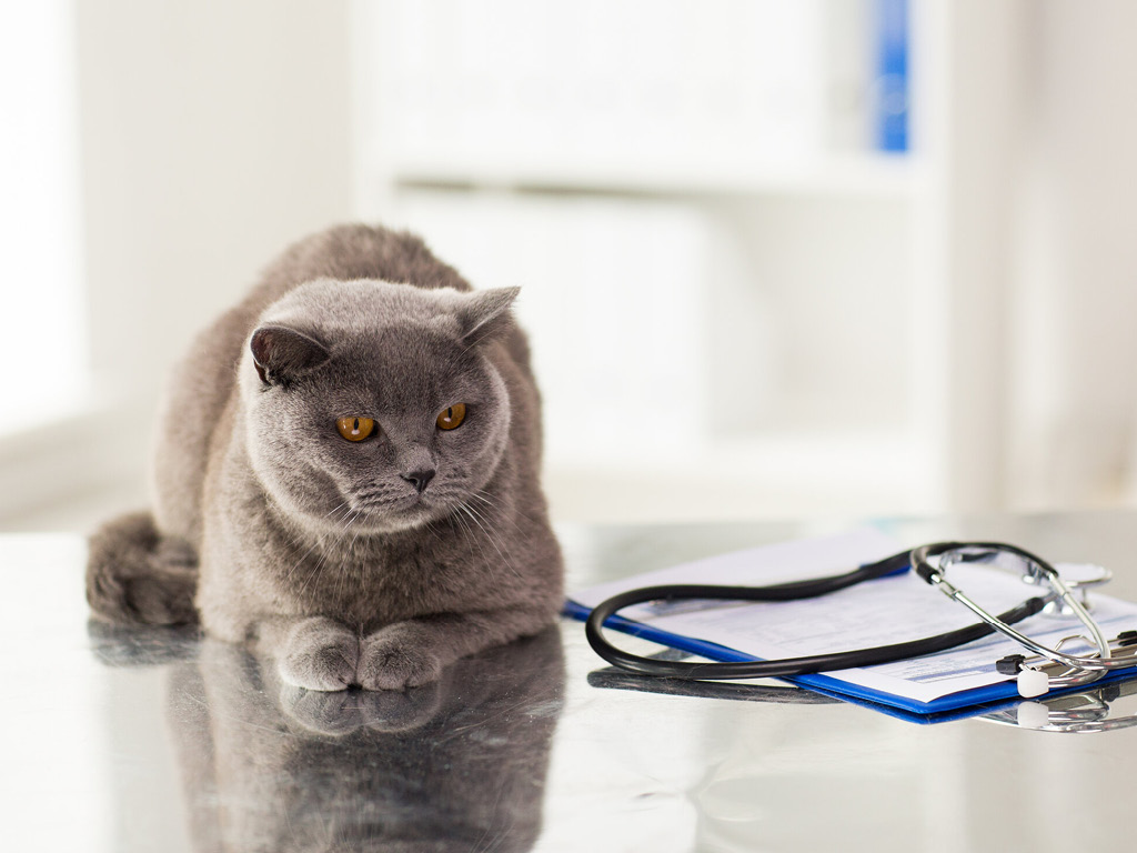 Кошка на столе врача