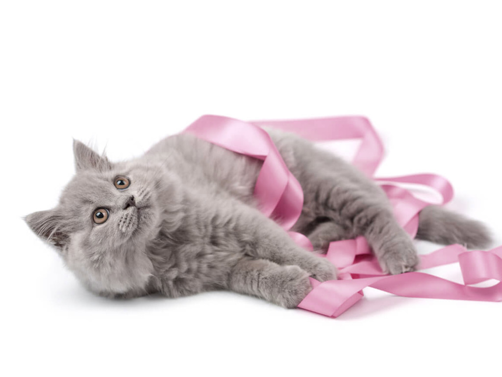 Кошка в розовой ленточке
