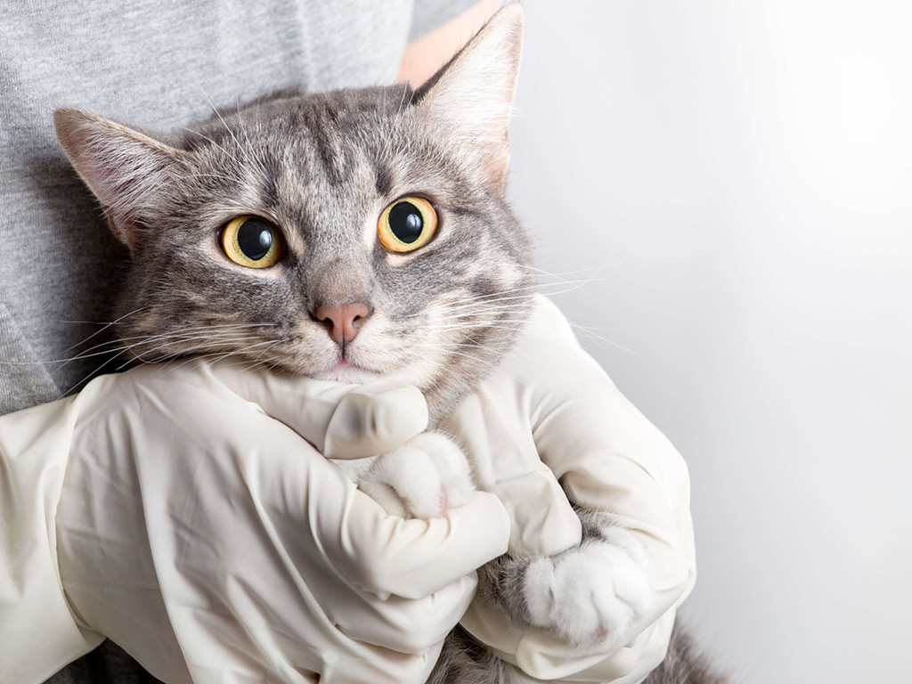 Кошка в руках у врача