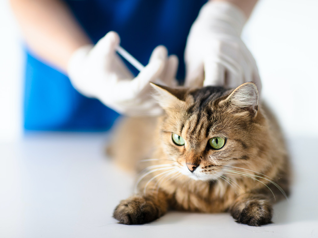 Кошке вводят вакцину