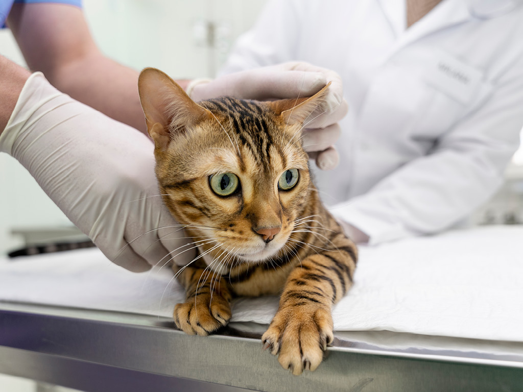 Кошку осматривает врач невролог
