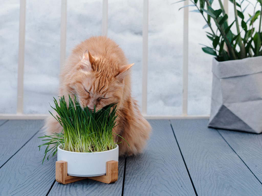 Кот нюхает траву