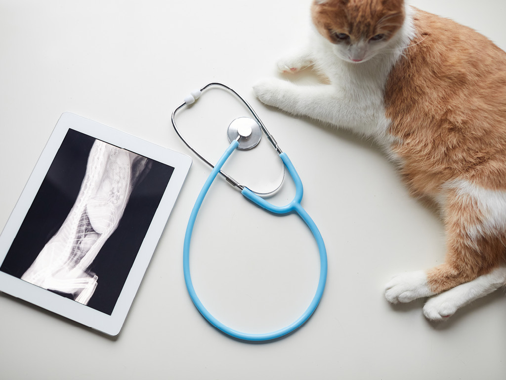 Кот, снимок и стетоскоп