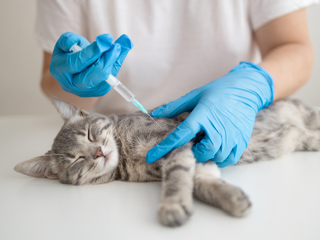 Коту вводят вакцину