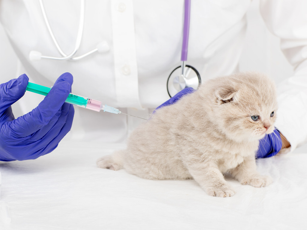 Котёнку вводят вакцину