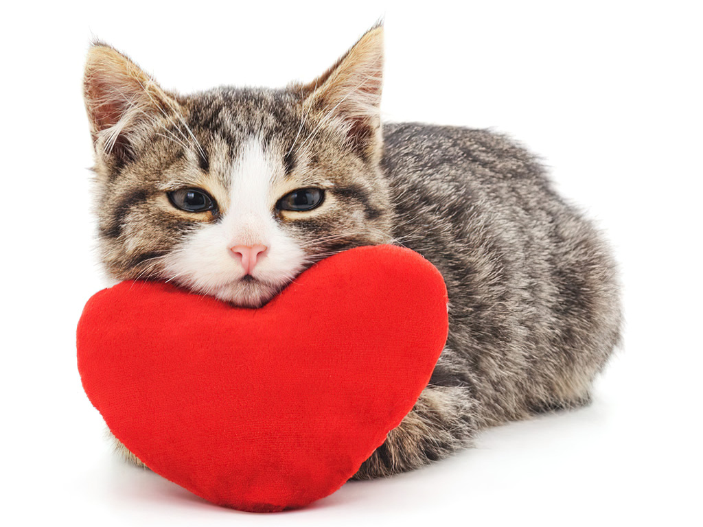 Котёнок и подушка в виде сердца