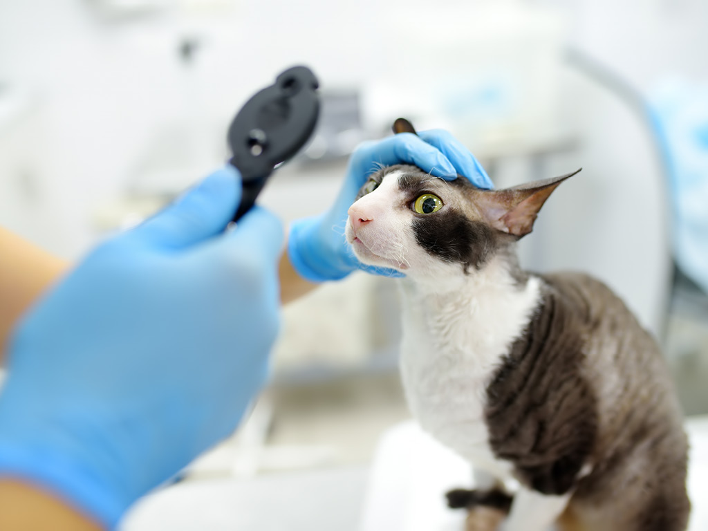 Офтальмолог осматривает глаза кошке