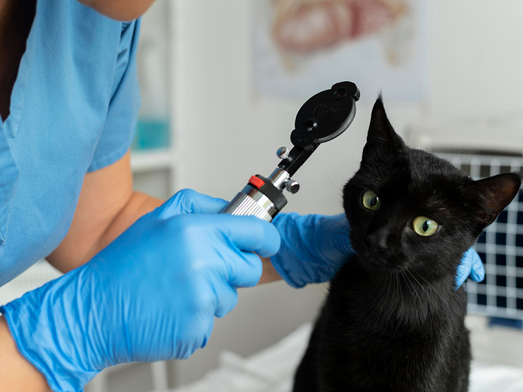 Офтальмолог осматривает котёнка