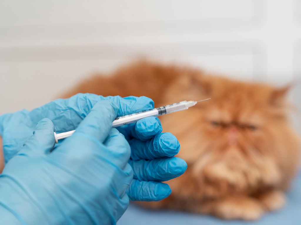 Подготовка вакцины для рыжего кота