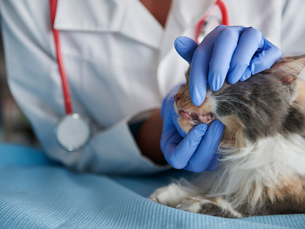 Стоматолог осматривает ротовую полость кошке
