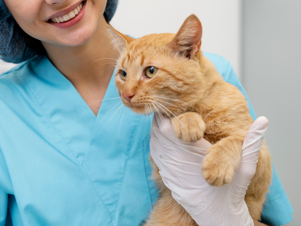 Ветеринарный врач и рыжий кот