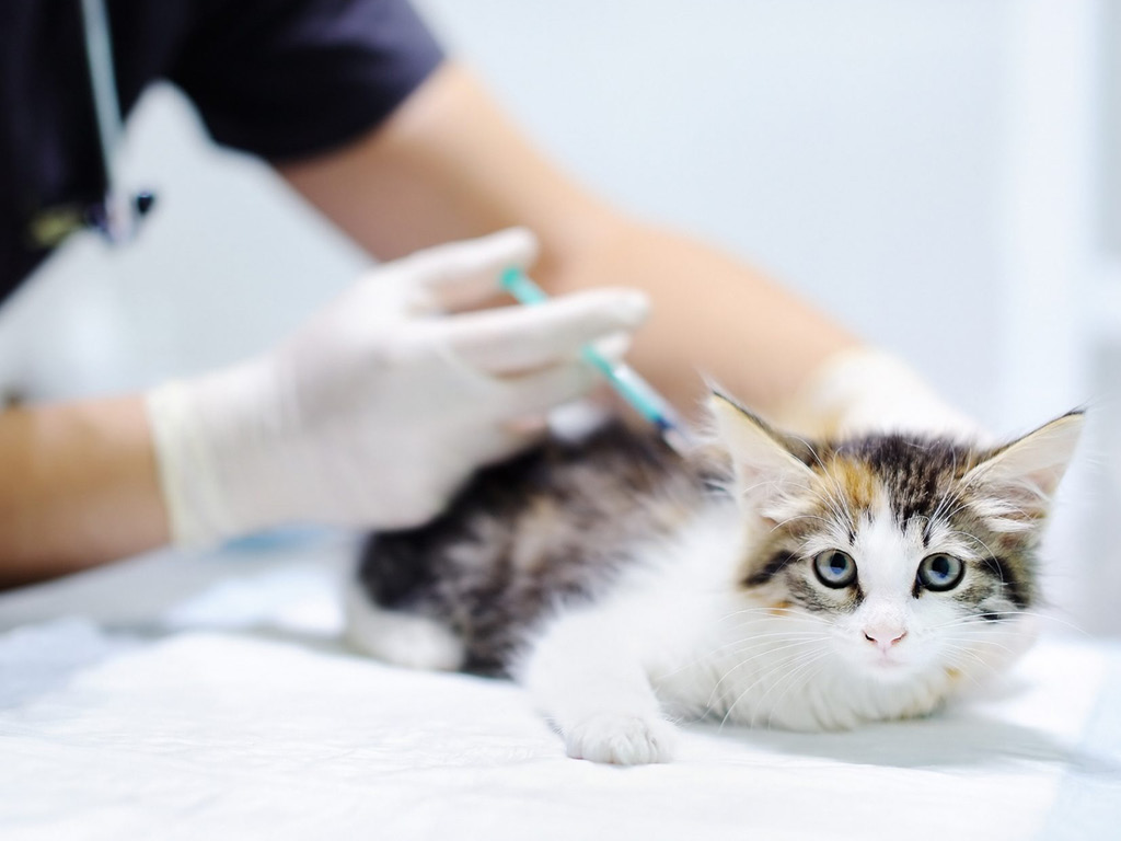 Врач вакцинирует котёнка против лейкоза